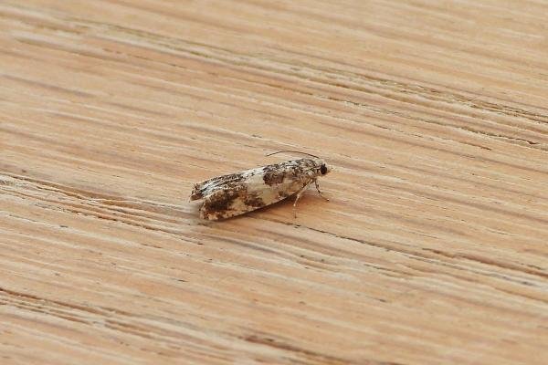 Epinotia subocellana, adult. West Moor Plantation, 24-06-2020. Copyright Keith Dover. Epinotia subocellana, adult. West Moor Plantation, 24-06-2020. Copyright Keith Dover.