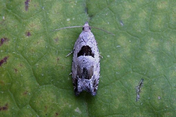 Epinotia ramella, adult. Taken outside Durham, 31-08-2006. Copyright Keith Dover.