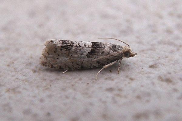 Epinotia bilunana, adult. Chester-le-Street, 23-06-2007. Copyright Keith Dover.