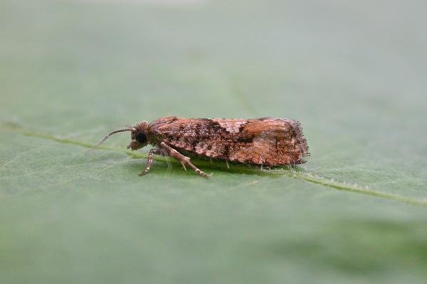 Spruce Bud Moth (Zeiraphera ratzeburgiana), adult. Chester-le-Street, 19-08-2015. Copyright Keith Dover. Spruce Bud Moth (Zeiraphera ratzeburgiana), adult. Chester-le-Street, 19-08-2015. Copyright Keith Dover.