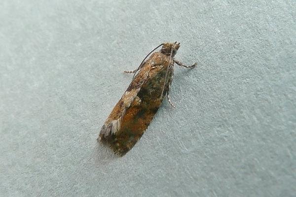 Spruce Bud Moth (Zeiraphera ratzeburgiana), adult. Chester-le-Street, 28-07-2010. Copyright Keith Dover.