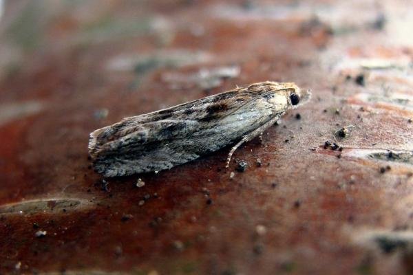 Eucosma cana, adult. Taken outside Durham, 08-07-2005. Copyright Keith Dover.