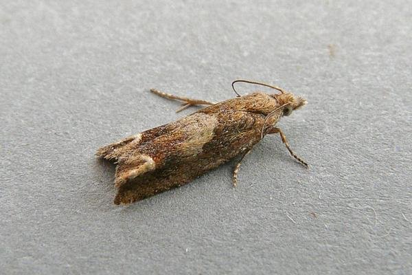 Eucosma conterminana, adult. Chester-le-Street, 12-07-2009. Copyright Keith Dover. Eucosma conterminana, adult. Chester-le-Street, 12-07-2009. Copyright Keith Dover.