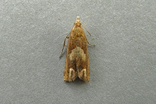 Eucosma conterminana, adult. Chester-le-Street, 12-07-2009. Copyright Keith Dover.