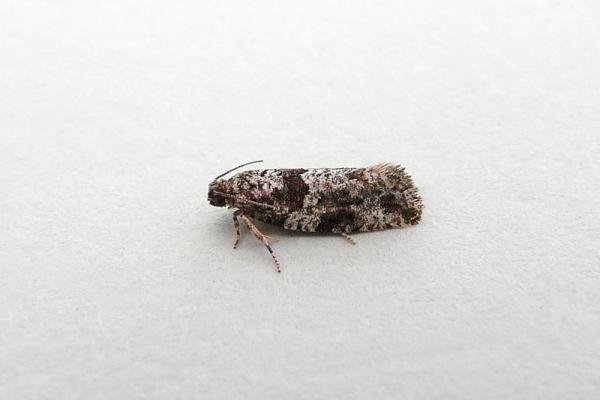 Gypsonoma oppressana, adult. Chester-le-Street, 25-07-2012. Copyright Keith Dover.