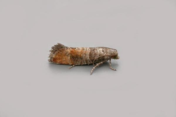 Pine Leaf-mining Moth (Clavigesta purdeyi), adult. Chester-le-Street, 15-08-2021. Copyright Keith Dover. Pine Leaf-mining Moth (Clavigesta purdeyi), adult. Chester-le-Street, 15-08-2021. Copyright Keith Dover.