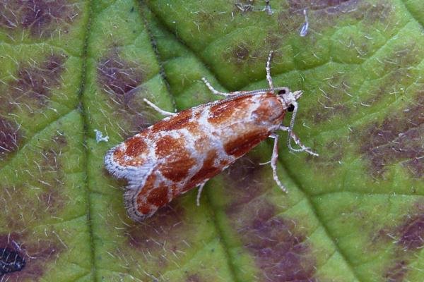 Rhyacionia pinicolana, adult. Chester-le-Street, 19-07-2007. Copyright Keith Dover.