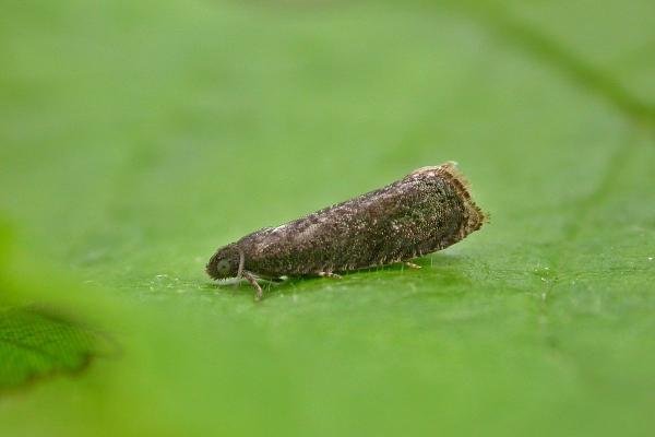 Plum Fruit Moth (Grapholita funebrana), adult. Chester-le-Street, 16-06-2020. Copyright Keith Dover. Plum Fruit Moth (Grapholita funebrana), adult. Chester-le-Street, 16-06-2020. Copyright Keith Dover.
