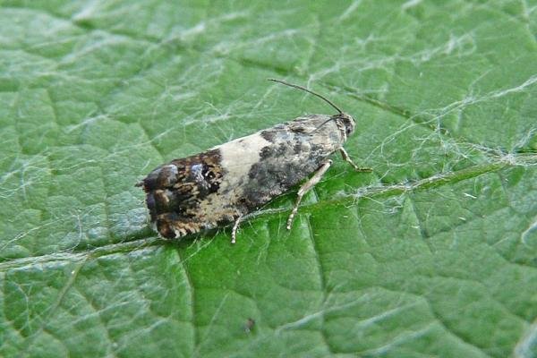 Pammene fasciana, adult. Chester-le-Street, 24-07-2012. Copyright Keith Dover.