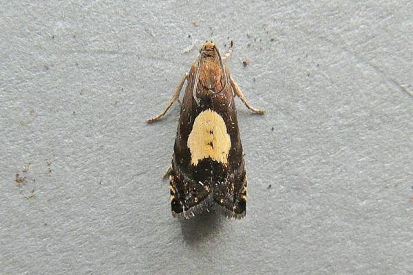 Pammene regiana, adult. Taken outside Durham, 01-07-2009. Copyright Keith Dover.