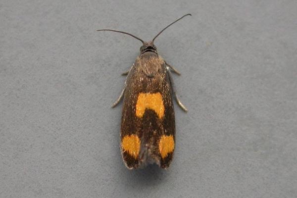 Pammene aurana, adult. Taken outside Durham, 04-07-2007. Copyright Keith Dover. Pammene aurana, adult. Taken outside Durham, 04-07-2007. Copyright Keith Dover.