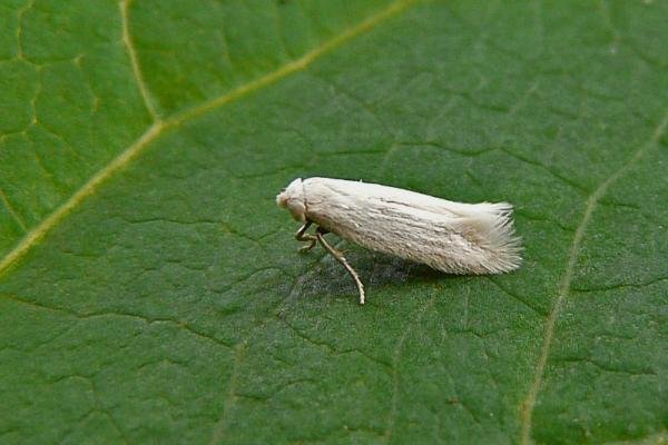 Opostega salaciella, adult. Chester-le-Street, 06-07-2014. Copyright Keith Dover. Opostega salaciella, adult. Chester-le-Street, 06-07-2014. Copyright Keith Dover.