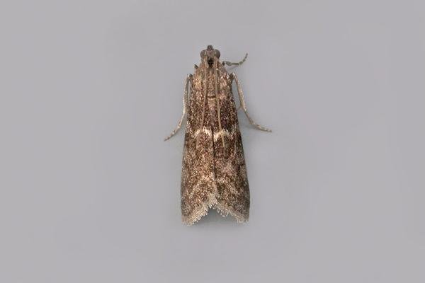 Matilella fusca, adult. Chester-le-Street, 06-09-2021. Copyright Keith Dover.