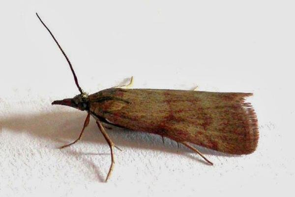 Hypochalcia ahenella, adult. Thrislington Quarry, 10-06-2006. Copyright Keith Dover. Hypochalcia ahenella, adult. Thrislington Quarry, 10-06-2006. Copyright Keith Dover.