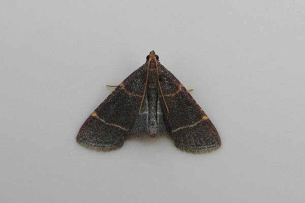 Hypsopygia glaucinalis, adult. Chester-le-Street, 20-08-2021. Copyright Keith Dover.