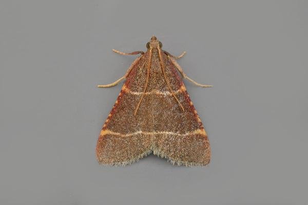 Hypsopygia glaucinalis, adult. Chester-le-Street, 06-09-2021. Copyright Keith Dover. Hypsopygia glaucinalis, adult. Chester-le-Street, 06-09-2021. Copyright Keith Dover.