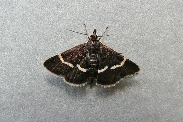 Pyrausta cingulata, adult. Penshaw Hill, 03-06-2009. Copyright Keith Dover. Pyrausta cingulata, adult. Penshaw Hill, 03-06-2009. Copyright Keith Dover.