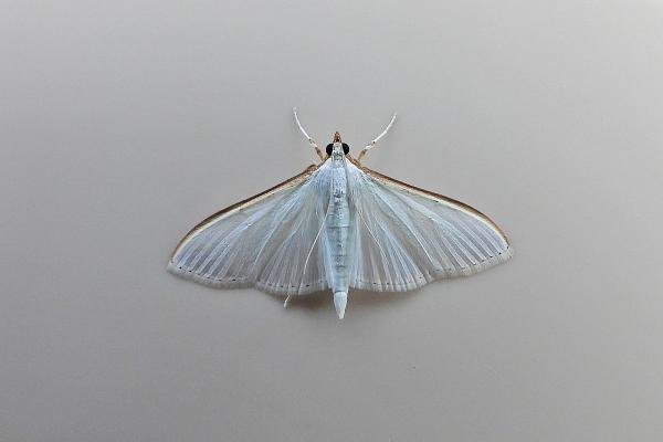 Palpita vitrealis, adult. Chester-le-Street, 17-10-2021. Copyright Keith Dover. Palpita vitrealis, adult. Chester-le-Street, 17-10-2021. Copyright Keith Dover.
