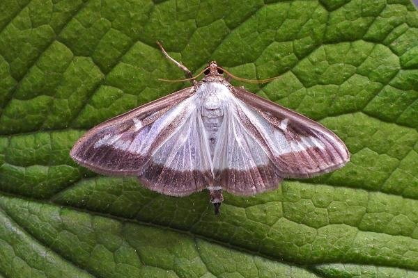 Box-tree Moth (Cydalima perspectalis), adult. Chester-le-Street, 11-08-2020. Copyright Keith Dover.