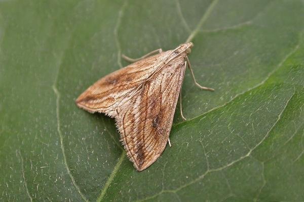 Garden Pebble (Evergestis forficalis), adult. Chester-le-Street, 30-07-2021. Copyright Keith Dover. Garden Pebble (Evergestis forficalis), adult. Chester-le-Street, 30-07-2021. Copyright Keith Dover.