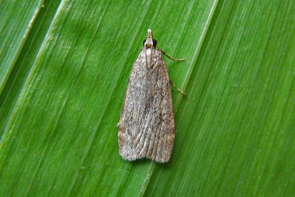 Scoparia subfusca, adult. Chester-le-Street, 03-08-2013. Copyright Keith Dover. Scoparia subfusca, adult. Chester-le-Street, 03-08-2013. Copyright Keith Dover.