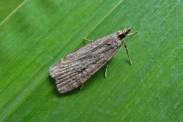 Scoparia subfusca, adult. Chester-le-Street, 03-08-2013. Copyright Keith Dover. Scoparia subfusca, adult. Chester-le-Street, 03-08-2013. Copyright Keith Dover.