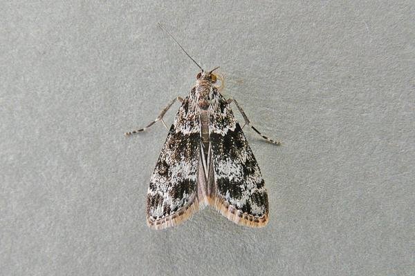 Eudonia mercurella, adult. Taken outside Durham, 23-07-2009. Copyright Keith Dover.