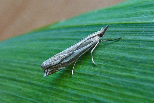 Crambus pratella, adult. Taken outside Durham, 03-08-2013. Copyright Keith Dover. Crambus pratella, adult. Taken outside Durham, 03-08-2013. Copyright Keith Dover.