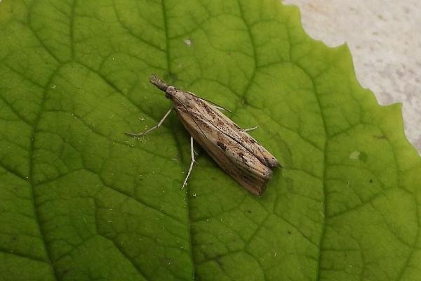 Agriphila inquinatella, adult. Chester-le-Street, 02-08-2024. Copyright Keith Dover. Agriphila inquinatella, adult. Chester-le-Street, 02-08-2024. Copyright Keith Dover.