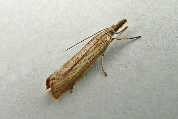 Agriphila straminella, adult. Chester-le-Street, 10-08-2012. Copyright Keith Dover. Agriphila straminella, adult. Chester-le-Street, 10-08-2012. Copyright Keith Dover.