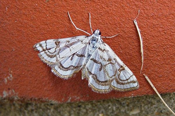 Beautiful China-mark (Nymphula nitidulata), adult. 26-07-2006. Copyright Keith Dover. Beautiful China-mark (Nymphula nitidulata), adult. 26-07-2006. Copyright Keith Dover.