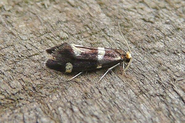 Incurvaria praelatella, adult. Chester-le-Street, 16-06-2008. Copyright Keith Dover. Incurvaria praelatella, adult. Chester-le-Street, 16-06-2008. Copyright Keith Dover.