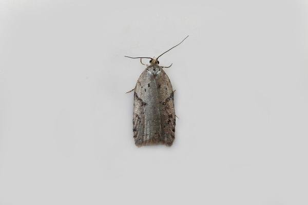 Acleris schalleriana, adult. Edmondsley Wood, 13-03-2024. Copyright Keith Dover. Acleris schalleriana, adult. Edmondsley Wood, 13-03-2024. Copyright Keith Dover.