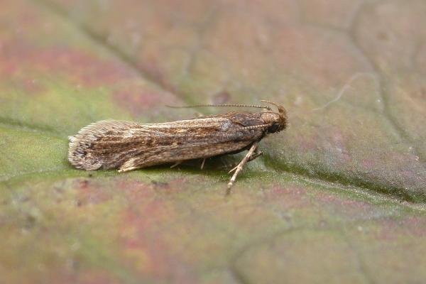 Aroga velocella, adult. Chester-le-Street, 17-07-2019. Copyright Keith Dover. Aroga velocella, adult. Chester-le-Street, 17-07-2019. Copyright Keith Dover.