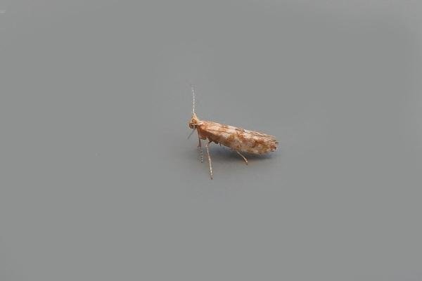 Cypress Tip Moth (Argyresthia cupressella), adult. Chester-le-Street, 02-07-2018. Copyright Keith Dover. Cypress Tip Moth (Argyresthia cupressella), adult. Chester-le-Street, 02-07-2018. Copyright Keith Dover.