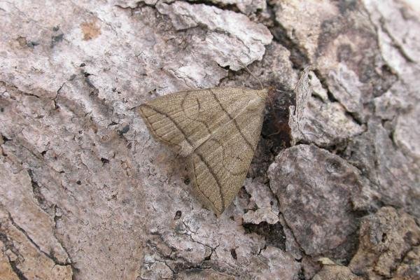Small Fan-foot (Herminia grisealis), adult. Chester-le-Street, 21-06-2015. Copyright Keith Dover. Small Fan-foot (Herminia grisealis), adult. Chester-le-Street, 21-06-2015. Copyright Keith Dover.