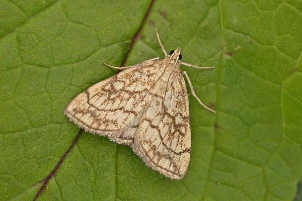 Evergestis pallidata, adult. Chester-le-Street, 25-07-2025. Copyright Keith Dover.