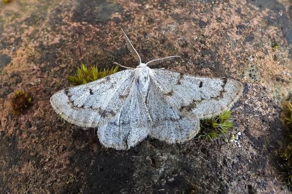 Grey Scalloped Bar (Dyscia fagaria), adult. Chester-le-Street, 06-06-2025. Copyright Keith Dover.