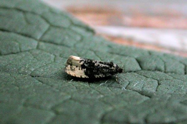 Hedya ochroleucana, adult. Chester-le-Street, 24-06-2025. Copyright Keith Dover.