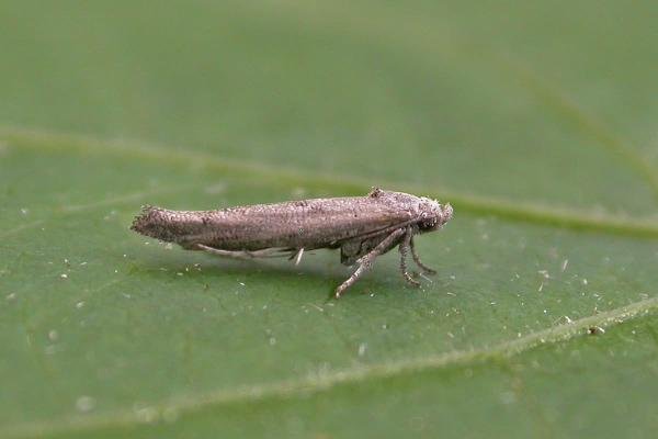 Zelleria oleastrella, adult. Chester-le-Street, 06-07-2025. Copyright Keith Dover.