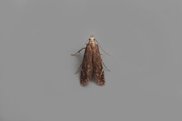 Monochroa cytisella, adult. Chester-le-Street, 09-07-2018. Copyright Keith Dover. Monochroa cytisella, adult. Chester-le-Street, 09-07-2018. Copyright Keith Dover.