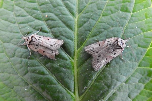 Oak Nycteoline (Nycteola revayana), adult. Chester-le-Street, 31-03-2017. Copyright Keith Dover.