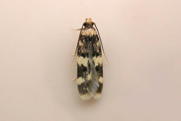 Oegoconia quadripuncta, adult. Chester-le-Street, 10-07-2025. Copyright Keith Dover.