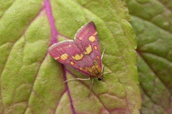 Pyrausta purpuralis, adult. Chester-le-Street, 18-07-2019. Copyright Keith Dover.