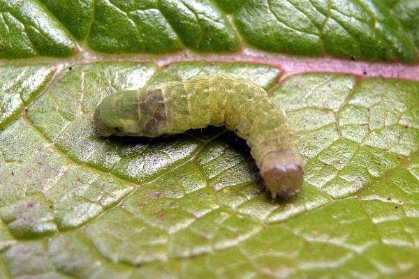 Angle Shades (Phlogophora meticulosa), larval. Taken outside Durham, 01-05-2005. Copyright Keith Dover.