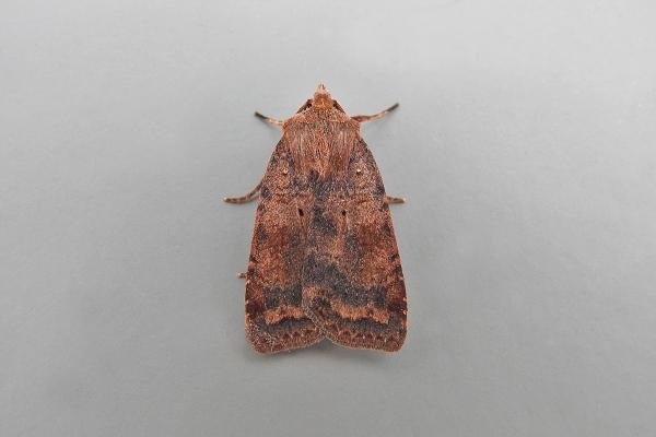 Barred Chestnut (Diarsia dahlii), adult. Chester-le-Street, 06-08-2017. Copyright Keith Dover.