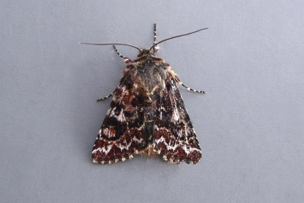 Beautiful Yellow Underwing (Anarta myrtilli), adult. Knitsley Fell, 28-04-2007. Copyright Keith Dover. Beautiful Yellow Underwing (Anarta myrtilli), adult. Knitsley Fell, 28-04-2007. Copyright Keith Dover.