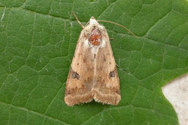 Bordered Straw (Heliothis peltigera), adult. Chester-le-Street, 29-08-2015. Copyright Keith Dover. Bordered Straw (Heliothis peltigera), adult. Chester-le-Street, 29-08-2015. Copyright Keith Dover.