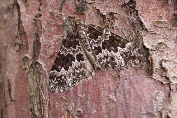 Broken-barred Carpet (Electrophaes corylata), adult. Chester-le-Street, 07-06-2006. Copyright Keith Dover. Broken-barred Carpet (Electrophaes corylata), adult. Chester-le-Street, 07-06-2006. Copyright Keith Dover.