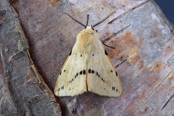 Buff Ermine (Spilosoma lutea), adult. Taken outside Durham, 20-06-2006. Copyright Keith Dover. Buff Ermine (Spilosoma lutea), adult. Taken outside Durham, 20-06-2006. Copyright Keith Dover.